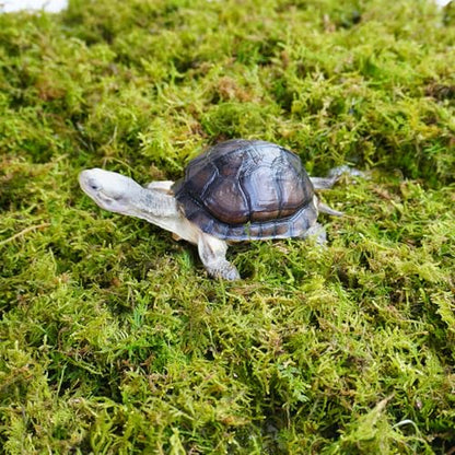 Sphagnum Moss for Tortoise - 8oz Natural Reptile Substrate for Humidity & Burrowing, Moisture-Retaining Terrarium Bedding for Box Turtles, Hermit Crabs & Amphibians, Decorative Vivarium Moss