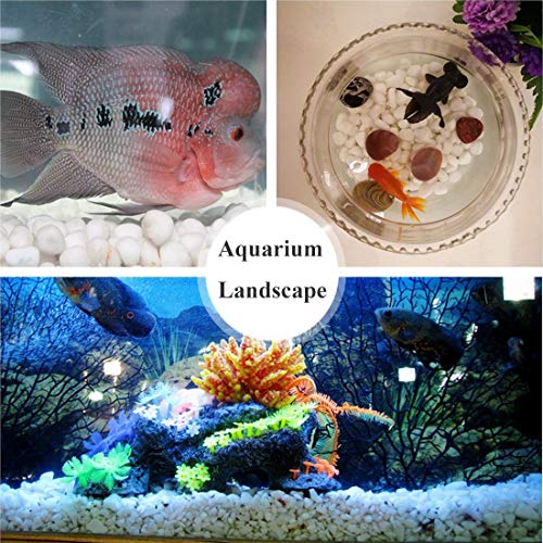 Aquarium Decorative Sands White Gravel Pebbles, 2 Pounds | Fit for Aquariums, Succulent Plants, Terrarium Landscape
