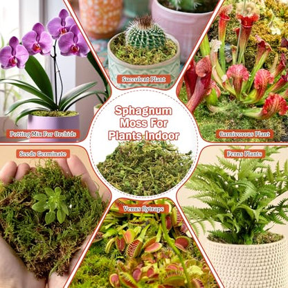 Riare 3.88OZ Premium Sphagnum Moss for Plants- 4QT Natural Dried Plant Moss | Moisture Retention & Drainage Orchid Moss for Repotting, Succulents, Carnivorous, Ferns, Green Moss for DIY Craft, Reptiles - size: 4 QT(Appx.3.88oz)