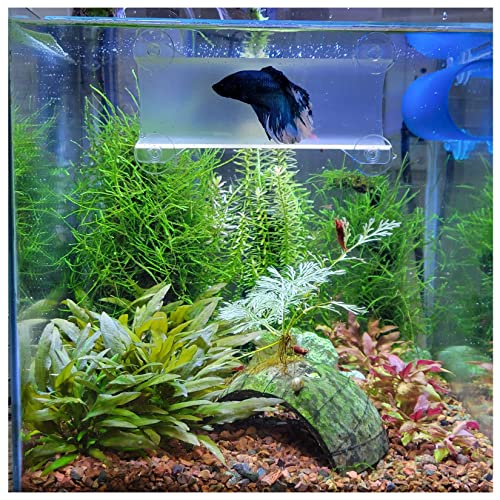 Brand Betta Tunnel (Translucent Clear) - color: Translucent Clear