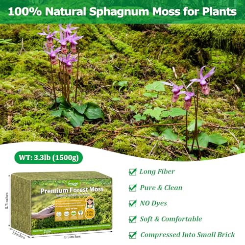3.3LB Sphagnum Moss for Plants, 60QT Natural Long Fiber Orchid Moss | Drainage & Moisture Retention, Green Plant Moss for Orchid Repotting, Carnivorous, Succulents, Reptile Bedding & Terrariums - size: 3.3LB