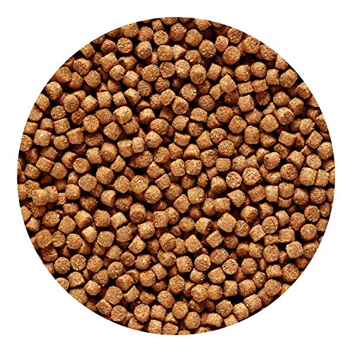 Hikari 3.5-Ounce Sinking Cichlid Gold Pellets for Pets, Mini - color: Black, size: 3.5 Ounce (Pack of 1)