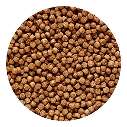 Hikari 3.5-Ounce Sinking Cichlid Gold Pellets for Pets, Mini - color: Black, size: 3.5 Ounce (Pack of 1)