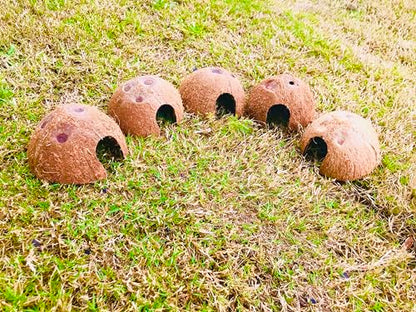 5 Pack Coconut Half Shell, Handicraft Tropical Decorations, Seed Germination, Planter, Hideout for Betta Fish & Shrimp, Activated Charcoal & Outdoor Cooking, Size 2’’X 3.5’’