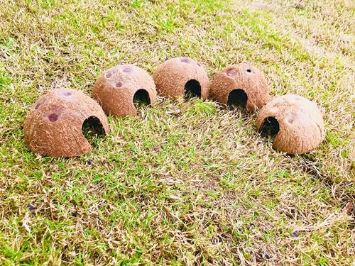 5 Pack Coconut Half Shell, Handicraft Tropical Decorations, Seed Germination, Planter, Hideout for Betta Fish & Shrimp, Activated Charcoal & Outdoor Cooking, Size 2’’X 3.5’’