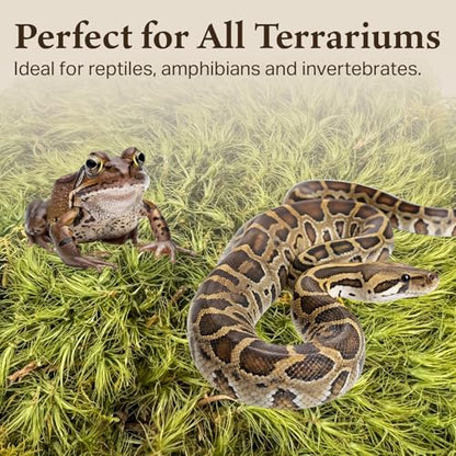 Mood Moss for Terrarium Habitats, Small 2-Pack | Preserved Moss for Reptiles, Amphibians & Invertebrates Terrariums, Humidity Control, Soft, Dye-Free, Family Owned, USA Made - size: Small 2-pack, style: Mood Moss