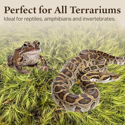 Mood Moss for Terrarium Habitats, Small 1-Pack | Preserved Moss for Reptiles, Amphibians & Invertebrates Terrariums, Humidity Control, Soft, Dye-Free, Family Owned, USA Made - size: Small 1-pack, style: Mood Moss