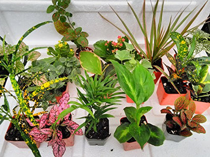 Terrarium & Fairy Garden Plants - 6 Plants in 2.5 (is Approximately 4 to 6 Inches Height of The Plant)