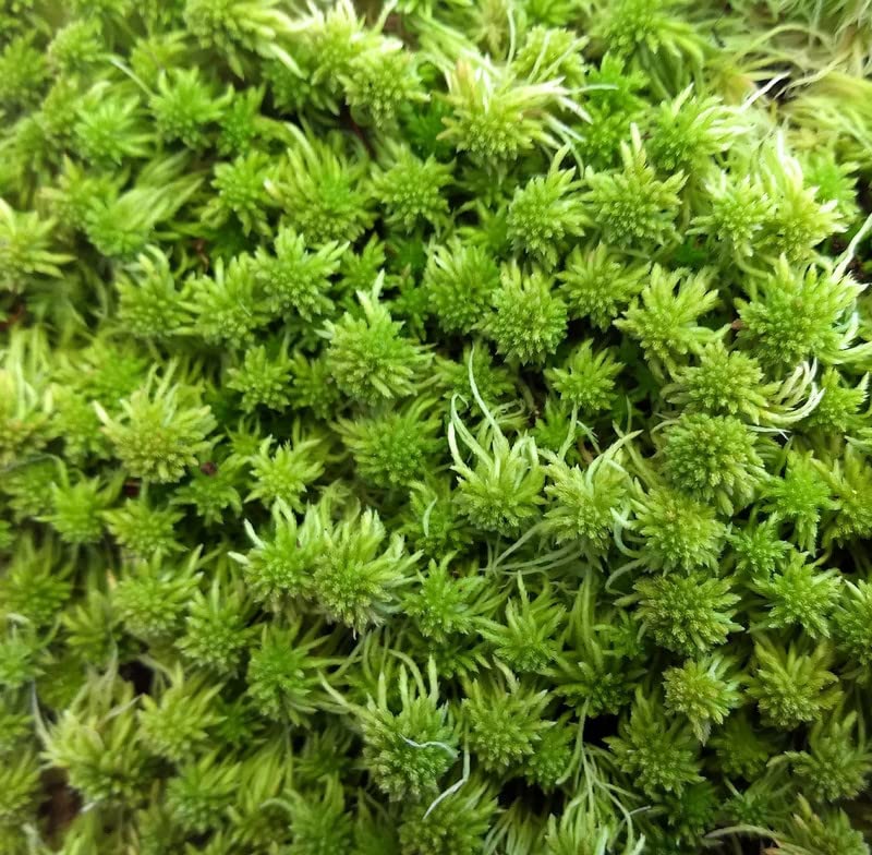 Super Sphagnum Moss 6"x9" Bag for Terrariums Orchids Reptiles Carnivorous Plants
