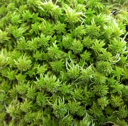 Super Sphagnum Moss 6"x9" Bag for Terrariums Orchids Reptiles Carnivorous Plants