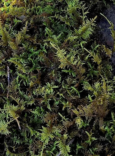 Living Mixed Moss Perfect for terrariums, Bonsai and kokedamas 9"x12" Sheet