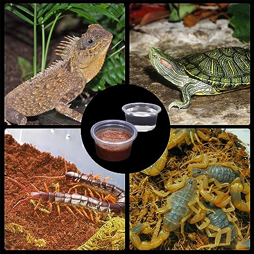 AIICIOO Gecko Feeder Ledge Cup 1oz Plastic Bowls 50 Pack Reptile Food Feeder Water Dish Ledge Accessories Bowls for Crested Gecko Lizards Chameleon Spiders Snake Frogs - size: Feeding Cup 50Pcs