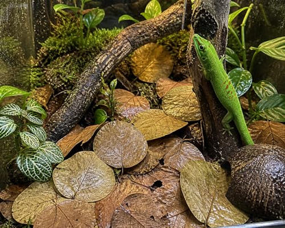 40 Natural Sea Grape Leaves – Florida Harvested, Organic, No Pesticides – Leaf Litter for Hermit Crabs, Reptiles, Terrariums, Crafts