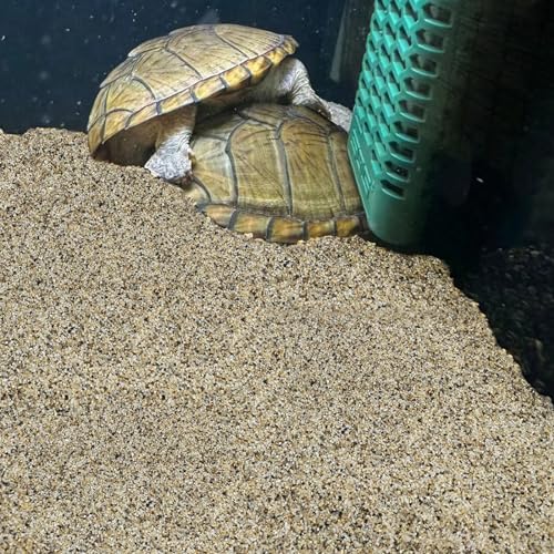 FANTIAN 5 lbs Aquarium Sand, 0.6-1.2 mm Aquarium Substrate for Freshwater Fish Tank. Decorative River Rocks Gravel for Fish Tank, Plants Potted, Fire Pits, Candle, Vase and Crafts | Aquarium Substrate Gravel, Coarse Sand for Fish Tank Shrimp Turtle, Terra