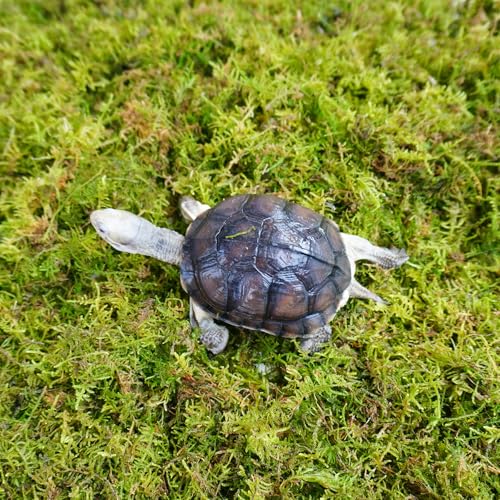 Sphagnum Moss for Tortoise - 8oz Natural Reptile Substrate for Humidity & Burrowing, Moisture-Retaining Terrarium Bedding for Box Turtles, Hermit Crabs & Amphibians, Decorative Vivarium Moss