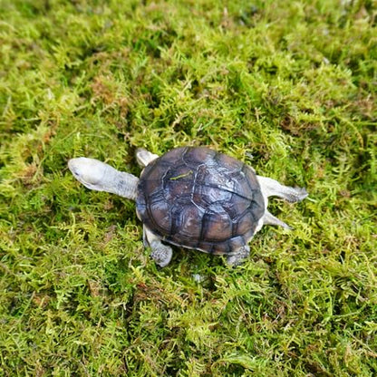 Sphagnum Moss for Tortoise - 8oz Natural Reptile Substrate for Humidity & Burrowing, Moisture-Retaining Terrarium Bedding for Box Turtles, Hermit Crabs & Amphibians, Decorative Vivarium Moss