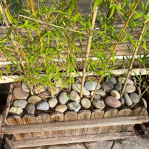 FANTIAN 40 lbs Garden Rocks Mexican Beach Pebbles, 3-4 Inch Decorative Large River Rocks for Landscaping Aquarium Yard Garden Paving Large Plant Crafting and Walkways | Natural Beach Pebbles, Decorative Stones for Landscaping, Aquarium, Yard, Garde, Plant