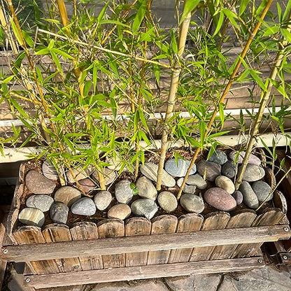 FANTIAN 40 lbs Garden Rocks Mexican Beach Pebbles, 3-4 Inch Decorative Large River Rocks for Landscaping Aquarium Yard Garden Paving Large Plant Crafting and Walkways | Natural Beach Pebbles, Decorative Stones for Landscaping, Aquarium, Yard, Garde, Plant