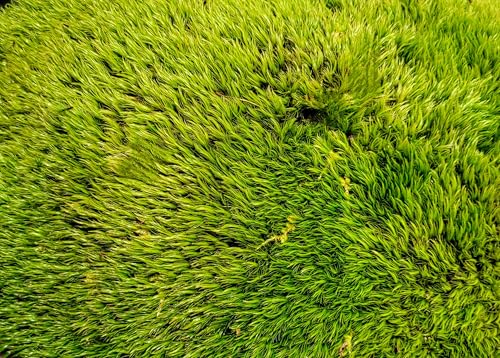 Tin Roof Treasure Value Terrarium Moss Duo, 5"x7" Bag, for Fairy Garden, Mossarium, Reptile