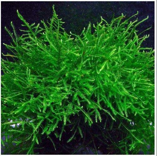 Java Moss Taxiphyllum Barbieri Easy Live Aquarium Plant
