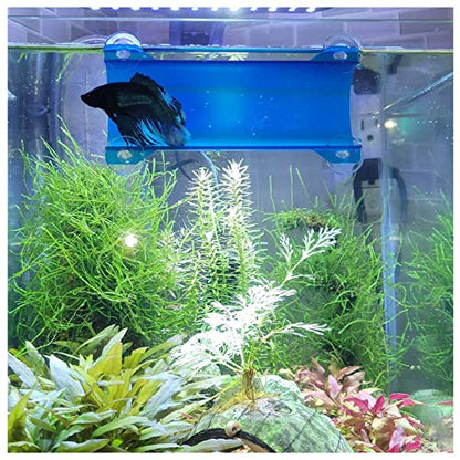 Brand Betta Tunnel (Translucent Lagoon Blue) - color: Translucent Lagoon Blue