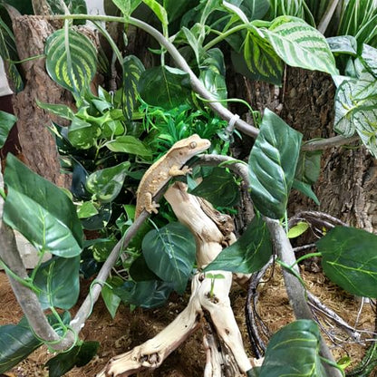 5Pcs Reptile Vines for Terrarium 13FT Flexible Jungle Climbing Vine Branch for Bearded Dragon Plastic Plants and Leaves Tank Accessories Decor for Gecko Lizard Snake Chameleon Hermit Crab Frog