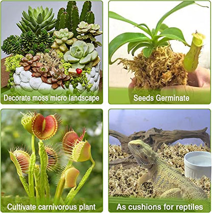 4QT Sphagnum Moss for Plants - 3.5OZ Natural Long Fibers Orchid Moss | Moisture Retention & Drainage Balance, Plant Moss for Orchids, Succulents, Carnivorous, Ferns, Reptile Bedding & Terrariums - size: 4 QT(3.5 oz)