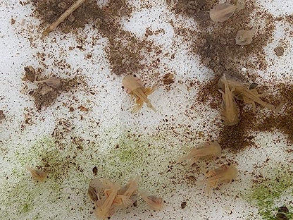 African Aquatic Clawed Frog Soft Bits (Squid & Krill 3.2mm Soft Pellet, 1oz Sample) - size: 1 Ounce (Pack of 1)