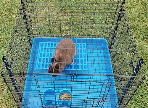 Saguaro Acres Rabbit and Small Animal Cage Resting Mat for Wire Floored Cages 2 Pack (Blue & Pink) - color: Blue & Pink