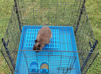 Saguaro Acres Rabbit and Small Animal Cage Resting Mat for Wire Floored Cages 2 Pack (Blue & Pink) - color: Blue & Pink