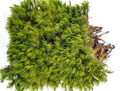 Live Terrarium Moss Assortment