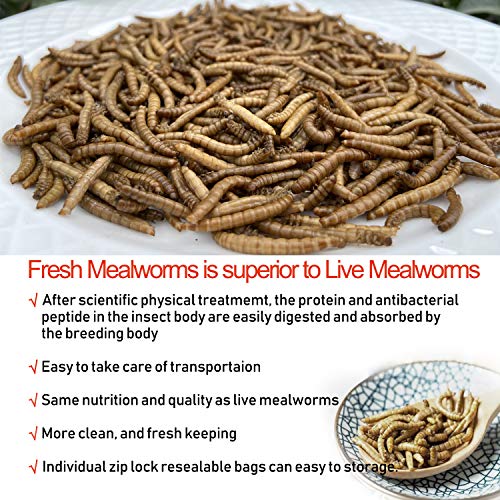 Amzey Fresh Mealworms 8.4 oz (1600 Count Total, 12 Bags) Superior to Live Meal Worms - Premium Food for Leopard Gecko, Birds, Sugar Glider, Hedgehog - High Nutritients, No Preservatives
