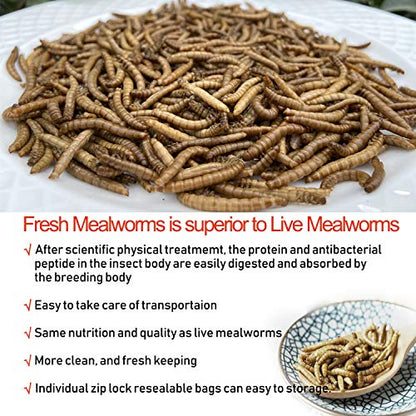 Amzey Fresh Mealworms 8.4 oz (1600 Count Total, 12 Bags) Superior to Live Meal Worms - Premium Food for Leopard Gecko, Birds, Sugar Glider, Hedgehog - High Nutritients, No Preservatives