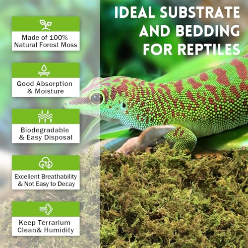 Riare 3.5oz Natural Sphagnum Moss for Reptiles, Terrarium Substrate Bedding | 4QT High Expansion, Moisture Retention, Helps Shedding, Long Fibered Dried Moss for Leopard Gecko, Snake, Frog, Turtle - color: 3.5 OZ