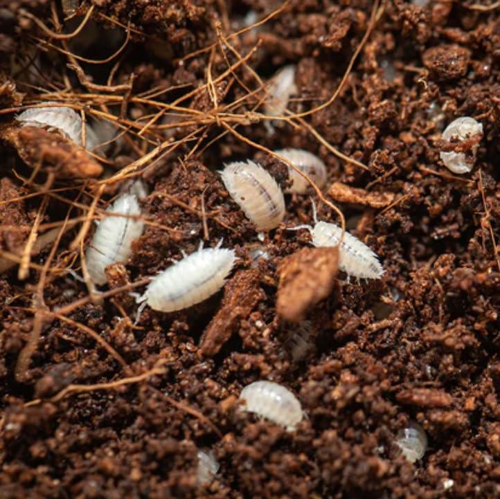 Dwarf White Isopods (Qty-25), Bioactive Clean Up Crew Frog Reptile Amphibian Food Bundle - by TC INSECTS