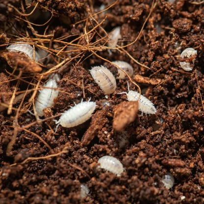 Dwarf White Isopods (Qty-25), Bioactive Clean Up Crew Frog Reptile Amphibian Food Bundle - by TC INSECTS