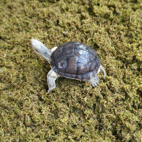 Tortoise Substrate for Burrowing – 5oz Soil Mix with Moss, Moisturizing Terrarium Habitat Bedding for Reptile, Humidity Retaining Enclosure Substrate
