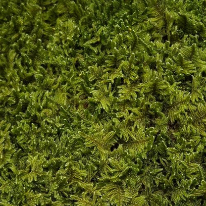 Live Sheet Moss – Fresh Harvested Real for Terrariums, Fairy Gardens, Reptile Habitats, Ground Cover, Kokedama & Dioramas – 8"x10" Re-Sealable Bag – Natural, Moisture-Retaining