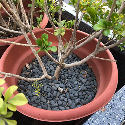 18 Pounds Natural River Rocks Mexican Beach Pebbles for Garden Landscape Stone Paving Stone Grey (1Inch) - size: 18LB, style: Medium