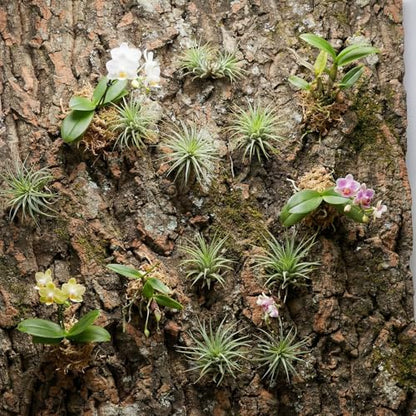 DECHOUS 3Pcs Natural Cork Bark Flats for Reptiles Cork Bark Background for Reptile Tank Terrarium Wall Panel for Lizard Gecko Snake Climbing Decor 15.74 X 11.81 X 0.78