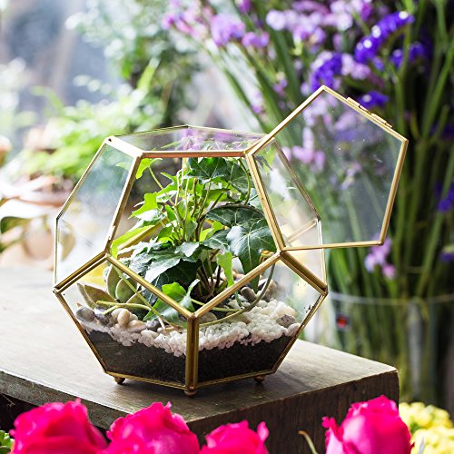 NCYP Glass Geometric Terrarium Planter with Door and Foot, Pentagon Ball Shape Glass Terrarium for Fern, Succulents, Small Plants, Gold, 6.8 x 6.8 x 5.9 inches (No Plants)
