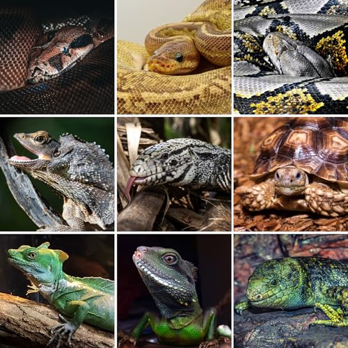 REPTI ZOO 120 Gallon PVC Reptile Tank Terrarium, 48x24x24 Reptile Terrarium for Ball Python Snake Bearded Dragon Gecko, Large Reptile Glass Tank with Sliding Door & Screen Ventilation - style: 48x24x24"