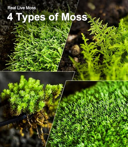 Live Moss 4-Pack for Terrariums,Potted Plants & Floral Decor | Random Varieties, Easy to Revive, Dye-Free, Mixed Green Texture, Bonsai, Potted Plants, Miniature Landscapes, Plant Displays