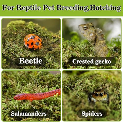 Sukh Sphagnum Moss for Reptiles - Terrarium Reptile Moss Substrate, 15.8 OZ | Habitat Bedding for Snake, Gecko, Turtle, Frog, Bearded Dragon, Jumping Spider, Chameleon, Enclosure & Tank Accessories Decor - size: 15.8 Ounces