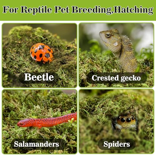 RAINFLOW Sphagnum Moss for Reptiles - 7 Oz Reptile Moss Peat Terrarium Moss Bedding Reptiles Lizard Substrate for Reptile Tank, Snake, Leopard Gecko, Ball Python, Crested Gecko, Turtle, Frog, Hamster