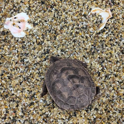 FANTIAN 2 lbs Aquarium Sand. 1/16 Inch Fish Tank Coarse Sand | Natural River Rocks, Decorative Pea Gravel for Turtle Substrate, Terrariums, Vase, Plant, Drainage, Outdoor Garden - size: 1/16 Inch