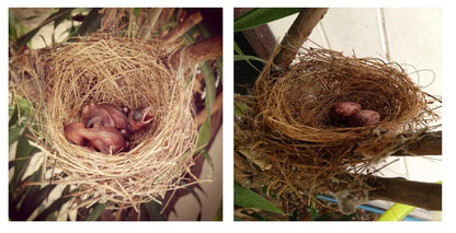 Fast Life Natural Coconut Fiber for Bird Nesting