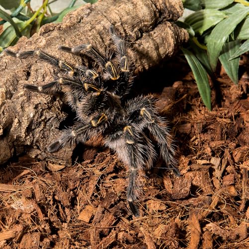 Galápagos (05017) Tropicoco® Husk Bedding for Reptiles, Amphibians, & Terrariums High Absorbency, Eco-Friendly, Dust-Free Perfect for Water Dragons, Tortoises, Snakes, & More, 72QT Breeder Block