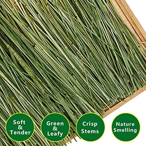 Timothy Hay Pellets 7oz and Timothy Hay 1.1LB - for Rabbits Tortoise Guinea Pig
