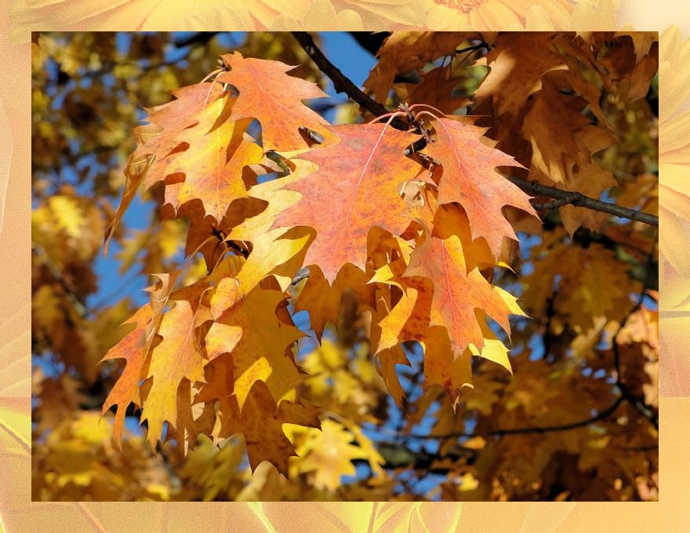Oak Leaves for Terrarium-Vivarium-Insect Habitat